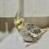 ウランチボミルク