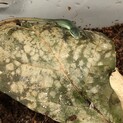 アオカナヘビ　ベビー