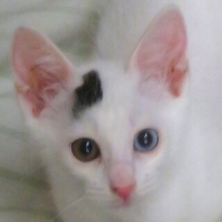 甘えん坊・竹兄妹・オッドアイ金･青目・もんちく