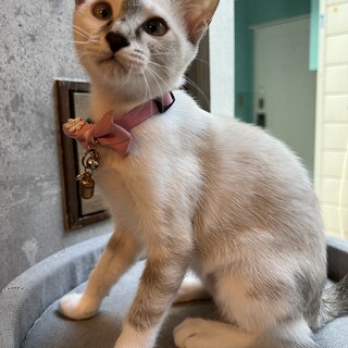 人馴れ抜群！寄り目がチャームポイントのピアノちゃん