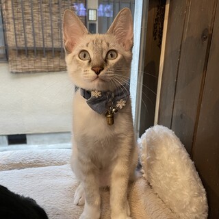 人馴れ抜群！とっても甘えん坊なシンバくん