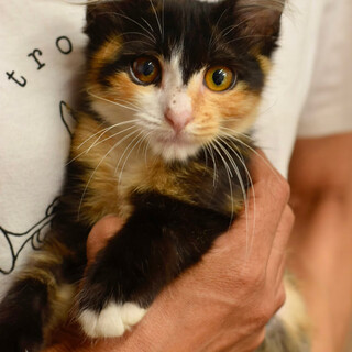 ヘチマちゃん！