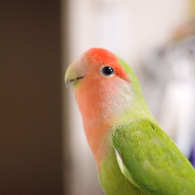 インコ大好きな青い鳥のカバー写真