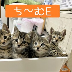 in豊明市☆子猫のお祭り!!☆保護猫の譲渡会2022年8月20日（土）～ 『ちーむ にゃいんず』
