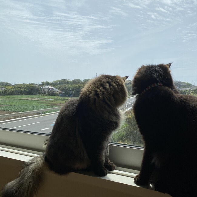 ニャン蔵のカバー写真