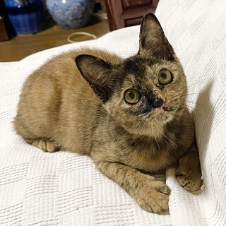 決定しました！ありがとうございました！