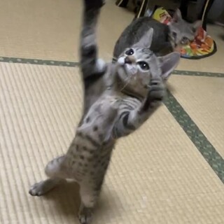 人も猫も大好き甘えん坊小柄キジトラ君❤️