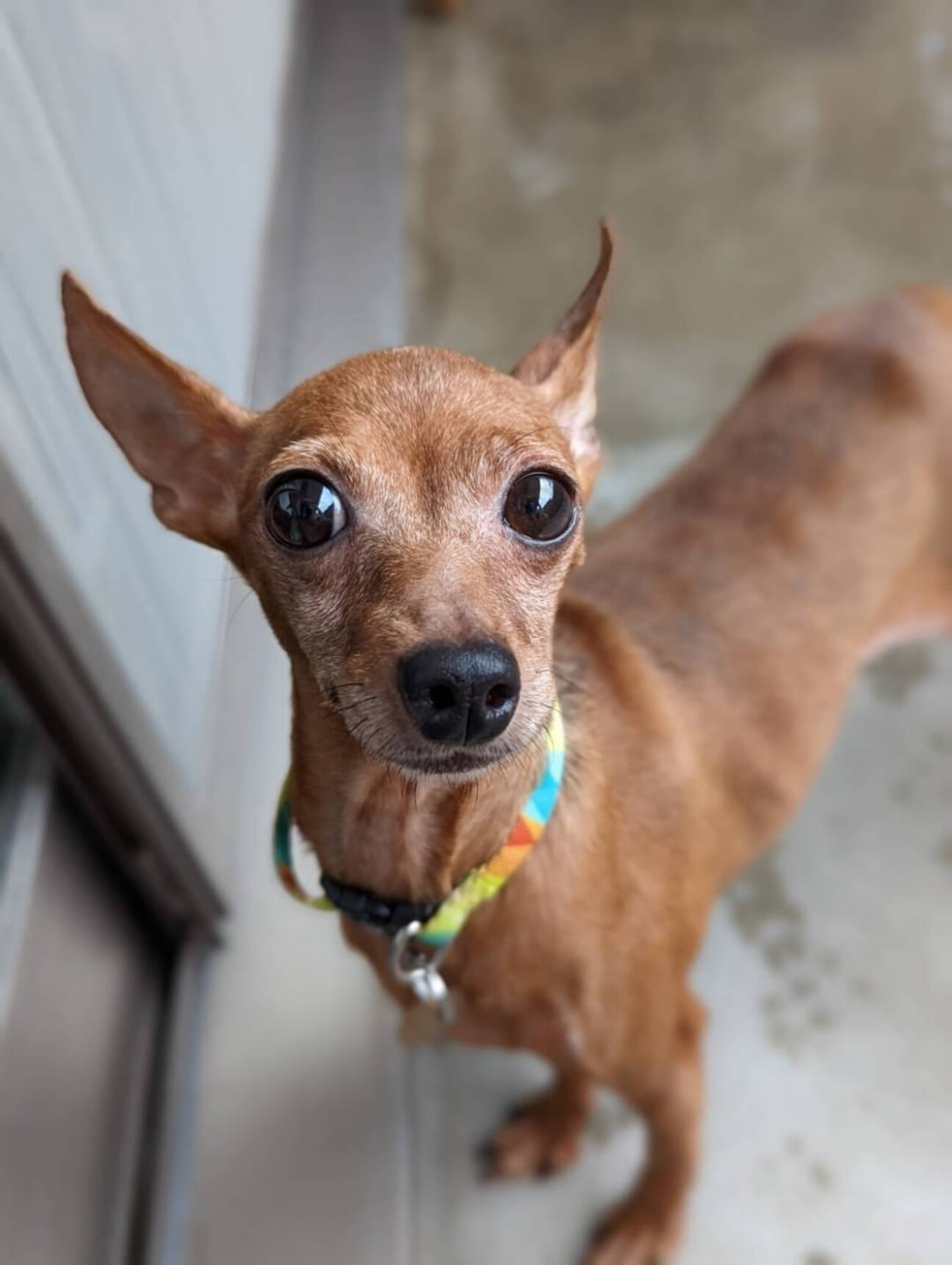 穏やかなミニピンの女の子 神奈川県 犬の里親募集 ペットのおうち 月間利用者150万人