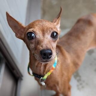 穏やかなミニピンの女の子♀わかばちゃん