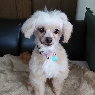 チワプーmix？の女の子　まりあちゃん