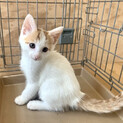 ２ヶ月子猫、里親募集中