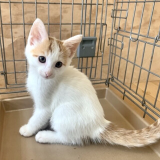 ２ヶ月子猫、里親募集中