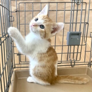 ２ヶ月子猫、里親募集中