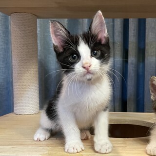 綺麗なハチワレ君