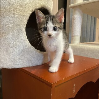 人懐っこいキジ白君