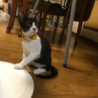 甘えたのハチワレ君