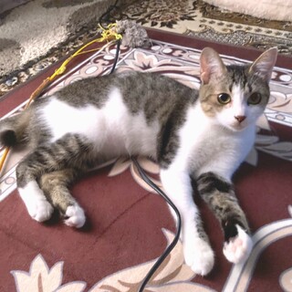 天真爛漫なキジ白のいとちゃん