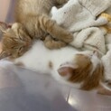 ????生後2、3ヶ月の子ねこ????　オス2匹