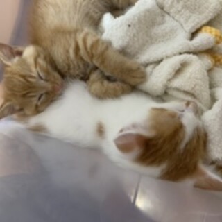 ????生後2、3ヶ月の子ねこ????　オス2匹