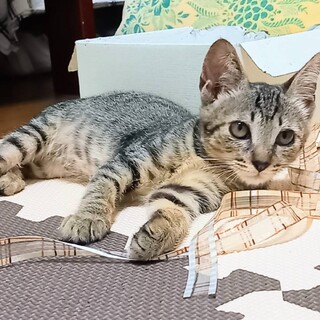 人懐っこく甘えん坊の女の子♡