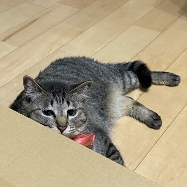の写真