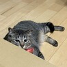 の写真