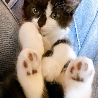 家族が出来ました！季ちゃん♡