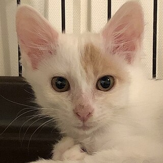 わたちプリンちゃん☆ふぁふぁな毛がチャームポイント