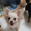 甘え上手★チワワのかのこちゃん　繁殖引退犬
