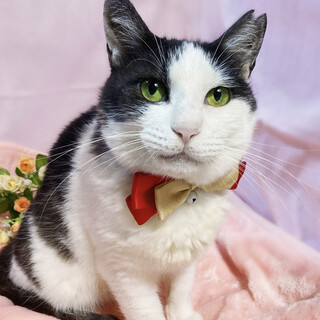 単身者も歓迎！そっと側にいてくれる猫『かるた』５歳