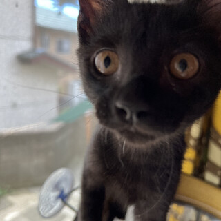 かわいいブラックパンサー☆チェリオくん