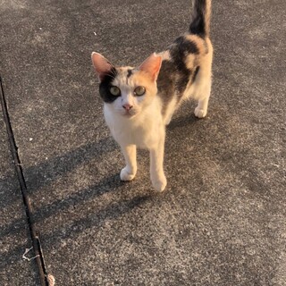 可愛い三毛ちゃん