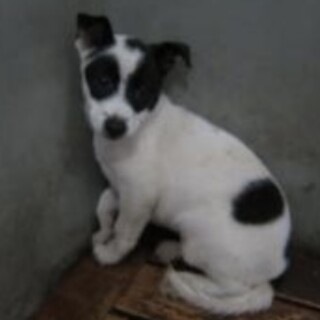 子犬　保護団体様より引き出し