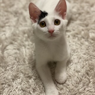 ★可愛い盛りの仔猫★おっとり控えめな性格★