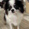 交渉中　元気いっぱいチワワのおーちゃん