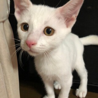 人が好きですぐに膝に乗る！白猫女子バニラ