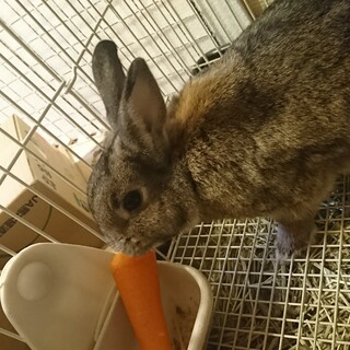 ネザーランド雑種のうさぎ　お譲りします