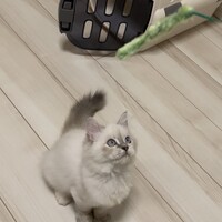 イズ