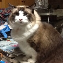 「うにちゃんお迎え7周年できつねダンス？」サムネイル3