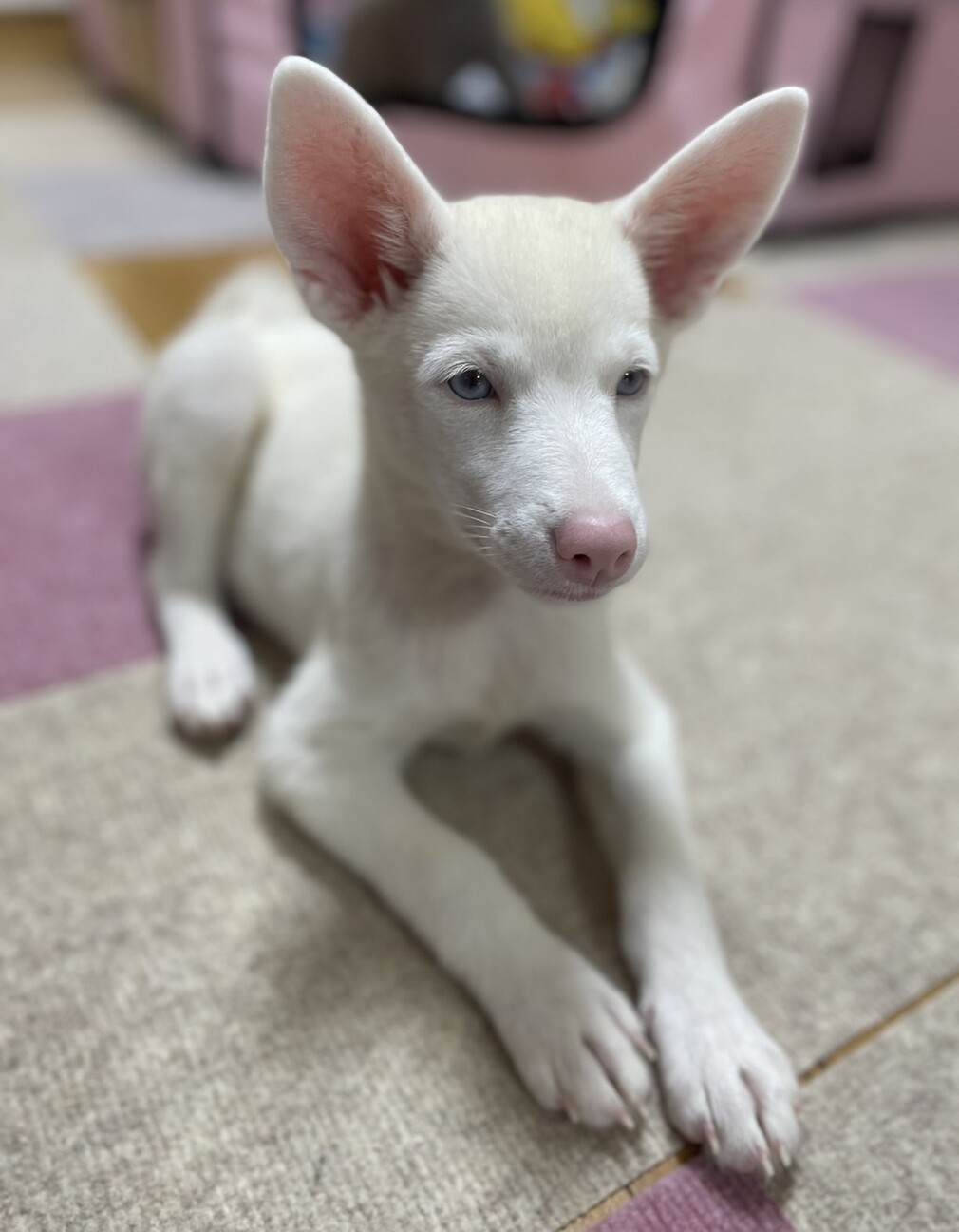 アルビノのもーもー 東京都 犬の里親募集 ペットのおうち 月間利用者150万人