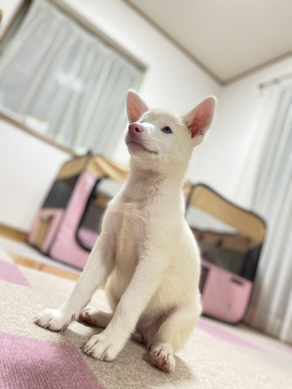 アルビノのめーめーちゃん 東京都 犬の里親募集 ペットのおうち 月間利用者150万人
