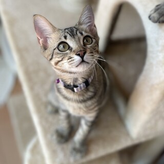 生後7か月の男の子(11/6譲渡会参加予定)