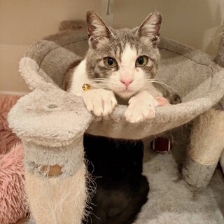 足としっぽを失ったてんちゃん