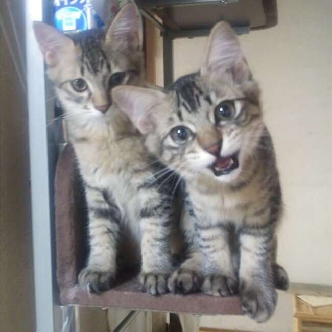 まりっきのカバー写真