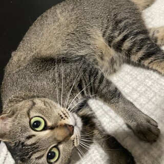 元ノラのメス甘えん坊な性格3才です！