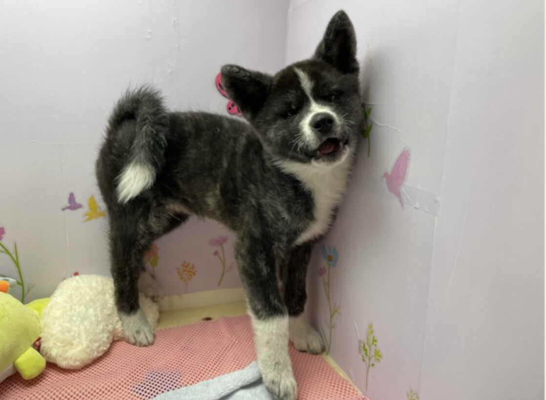 秋田犬 虎毛 雄の子犬 大阪府 犬の里親募集 ペットのおうち 月間利用者150万人 秋田犬 虎毛 雄の子犬 大阪府 犬の里親募集 ペットのおうち 月間利用者150万人