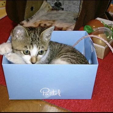 の写真