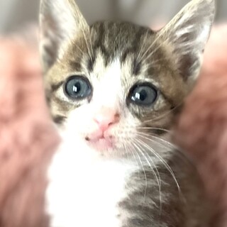 姉妹子猫♀ミヌちゃん美形♡