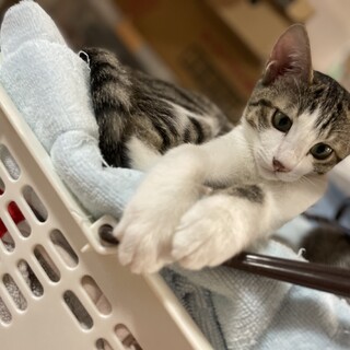 キジ白小柄なラテちゃん3ヶ月♪