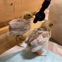 姫ウズラのヒナ里親募集